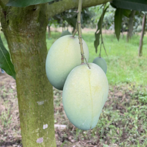 আম্রপালি আম -২৪ কেজি